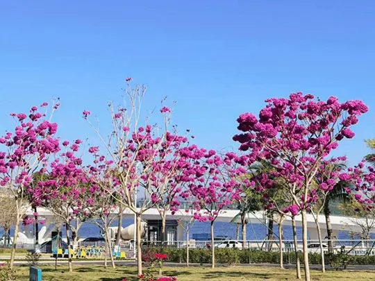 အလတ်စားပန်းပွင့်သစ်ပင်များ