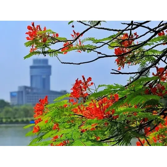 Royal Poinciana သည် ရင်သပ်ရှုမောဖွယ် အပူပိုင်းဒေသ ရှုခင်းများကို မည်သို့ဖန်တီးသနည်း။ Royal Poinciana သည် ရင်သပ်ရှုမောဖွယ် အပူပိုင်းဒေသ ရှုခင်းများကို မည်သို့ဖန်တီးသနည်း။