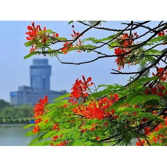 အဘယ်ကြောင့် Container-Grown Royal Poinciana Lineers သည် Landscape အောင်မြင်မှုကို အမြင့်ဆုံးဖြစ်စေသနည်း။ အဘယ်ကြောင့် Container-Grown Royal Poinciana Lineers သည် Landscape အောင်မြင်မှုကို အမြင့်ဆုံးဖြစ်စေသနည်း။
