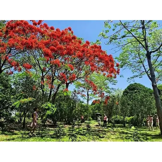 အိုးပစ်တော်ဝင် Poinciana သစ်ပင်များသည် အပင်လက်ကားရောင်းချသူများအတွက် စျေးကွက်ကို မည်သို့ချဲ့ထွင်နိုင်မည်နည်း။ အိုးပစ်တော်ဝင် Poinciana သစ်ပင်များသည် အပင်လက်ကားရောင်းချသူများအတွက် စျေးကွက်ကို မည်သို့ချဲ့ထွင်နိုင်မည်နည်း။