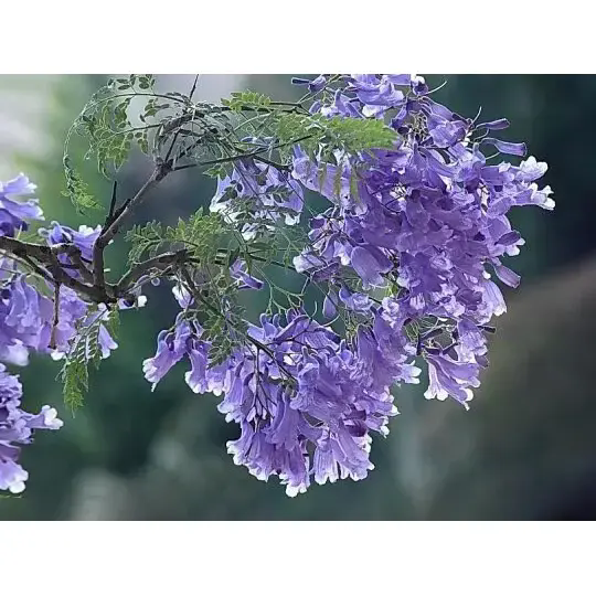 Jacaranda သစ်ပင်တစ်ပင်သည် ရင်သပ်ရှုမောဖွယ်ကောင်းသော ရှုခင်းများနှင့် ရေရှည်တည်တံ့သောအလှကို မည်သို့ဖန်တီးသနည်း။ Jacaranda သစ်ပင်တစ်ပင်သည် ရင်သပ်ရှုမောဖွယ်ကောင်းသော ရှုခင်းများနှင့် ရေရှည်တည်တံ့သောအလှကို မည်သို့ဖန်တီးသနည်း။