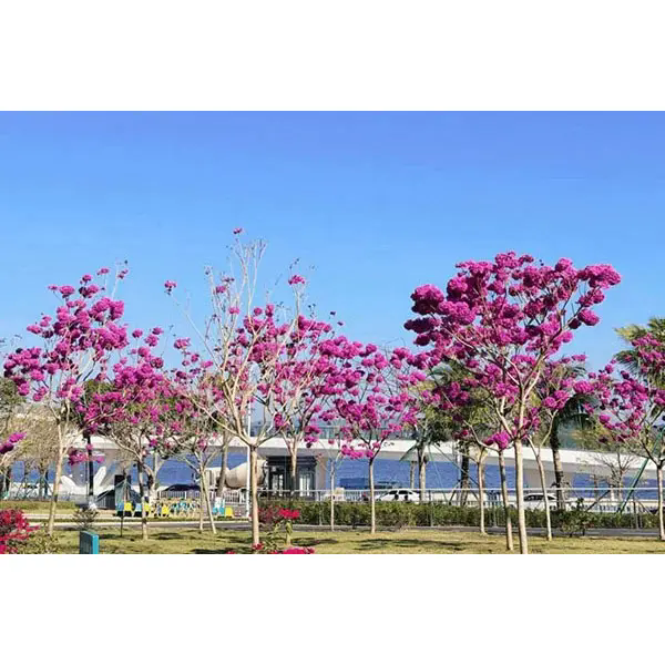 ခရမ်းရောင် Trumpet Tree ကို ရင်သပ်ရှုမောဖွယ်ကောင်းသော ရှုခင်းပရောဂျက်များအတွက် စံပြရွေးချယ်မှုဖြစ်စေသောအရာက အဘယ်နည်း။ ခရမ်းရောင် Trumpet Tree ကို ရင်သပ်ရှုမောဖွယ်ကောင်းသော ရှုခင်းပရောဂျက်များအတွက် စံပြရွေးချယ်မှုဖြစ်စေသောအရာက အဘယ်နည်း။