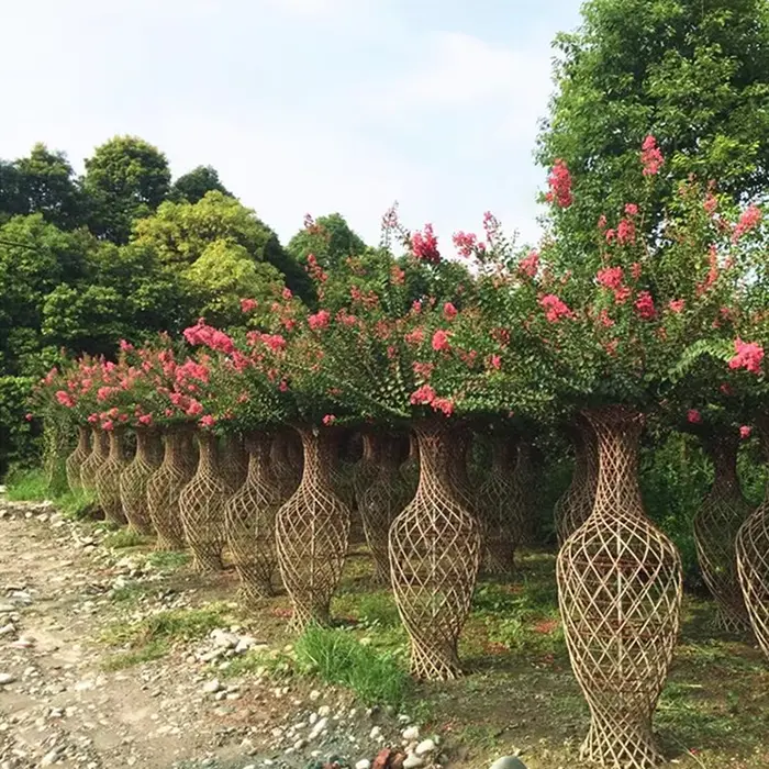 Crape Myrtle Bonsai သစ်ပင်
