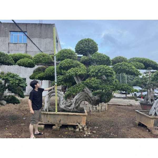 Ficus Microcarpa Bonsai သစ်ပင်