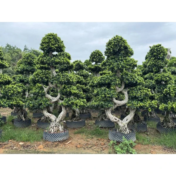 Ficus Microcarpa လမ်းသစ်ပင်များ