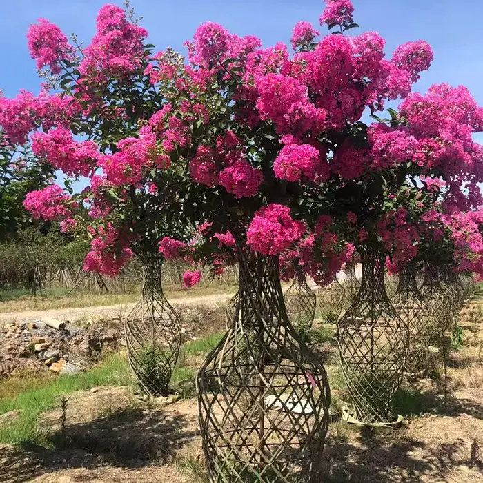 Crape Myrtle Bonsai Tree