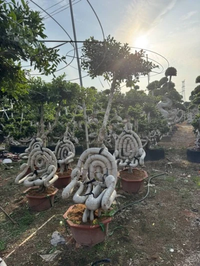 Specimen Ficus microcarpa Tree
