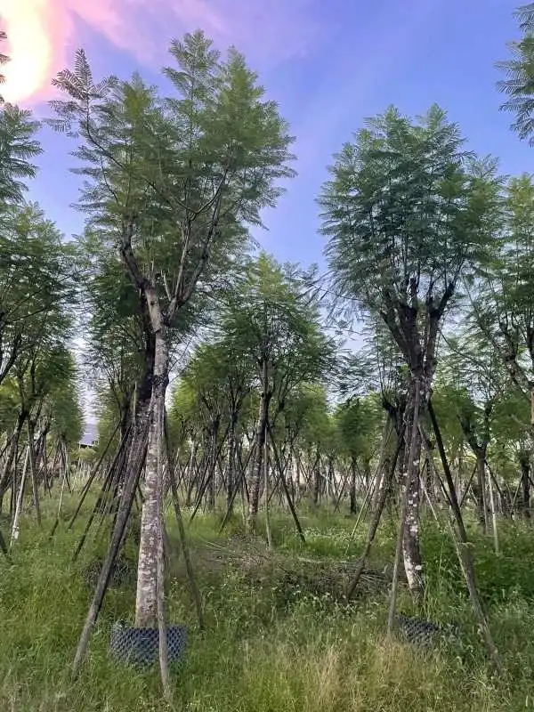 Jacaranda Tree Liners
