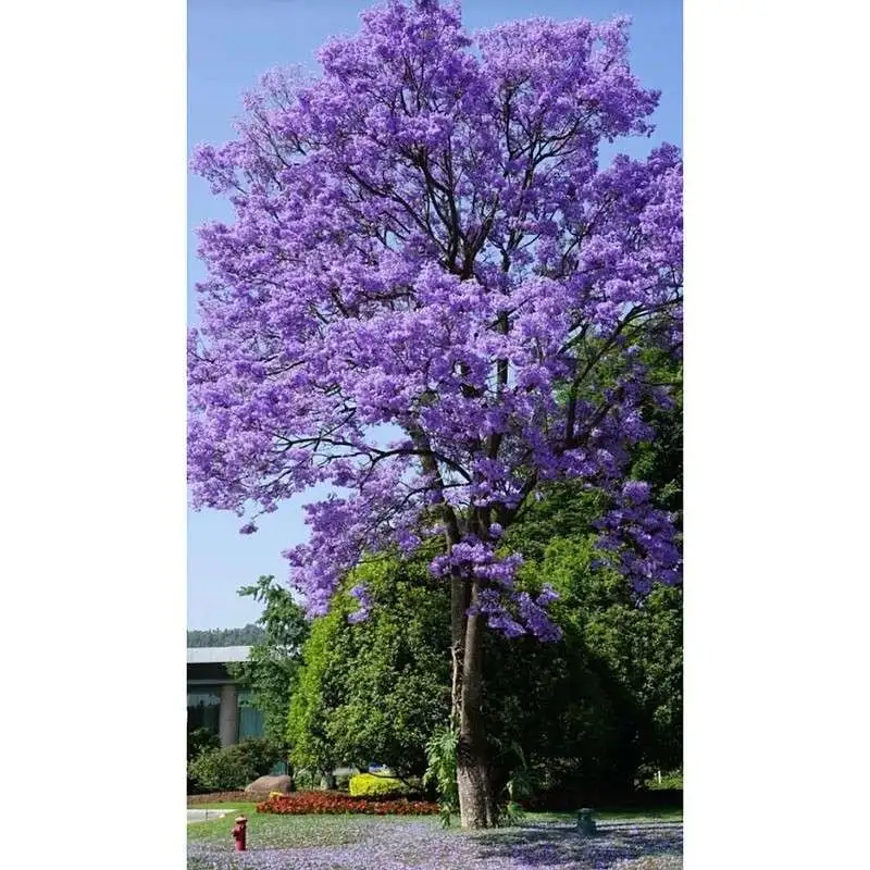 Jacaranda လမ်းသစ်ပင်များ