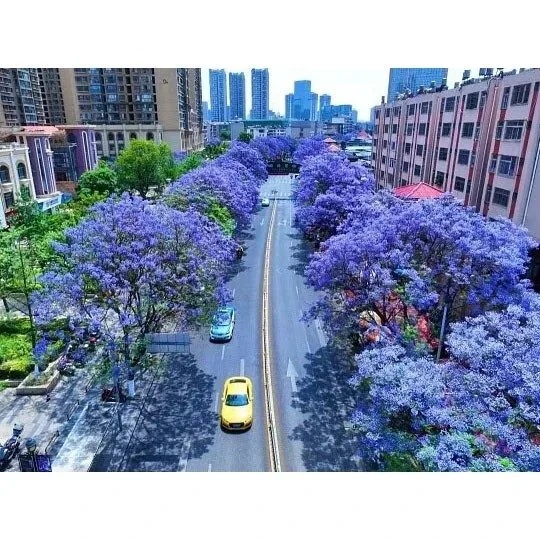 Jacaranda လမ်းသစ်ပင်များ