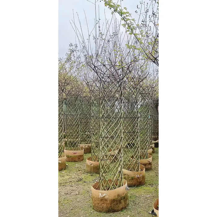 နမူနာ Crape Myrtle သစ်ပင်