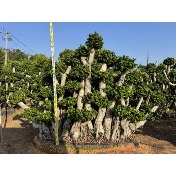 နမူနာ Ficus microcarpa သစ်ပင်